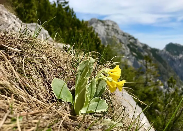 Activity Apartmán Radomlje